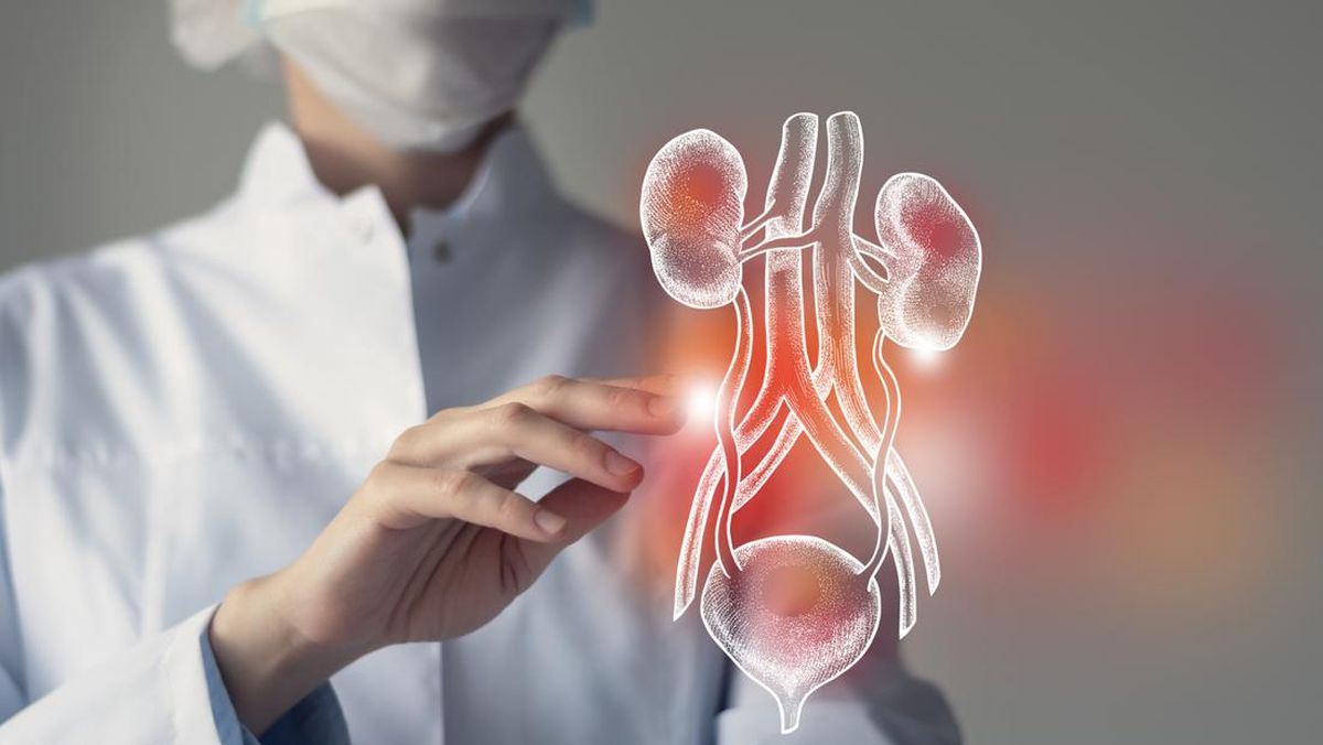 Ilustrasi medis saluran kemih manusia yang menunjukkan bagian ginjal, kandung kemih, dan uretra sebagai area rentan infeksi.