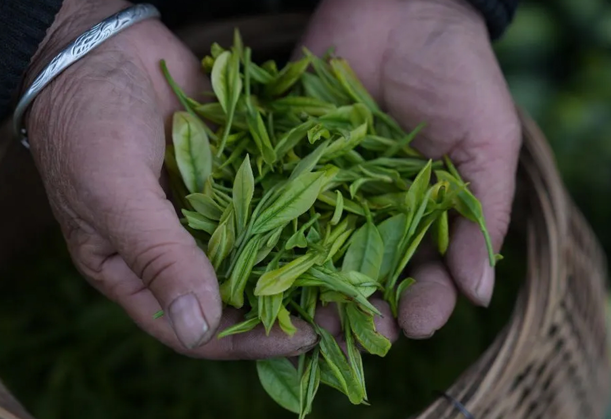 Petani di Kabupaten Anji, Provinsi Zhejiang, China sedang memetik pucuk teh putih Anji Bai Cha di perkebunan yang luas pada musim panen April 2026.